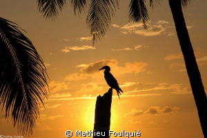 Masked Booby (Sula dactylatra), sunset style. Clipperton ... by Mathieu Foulquié 
